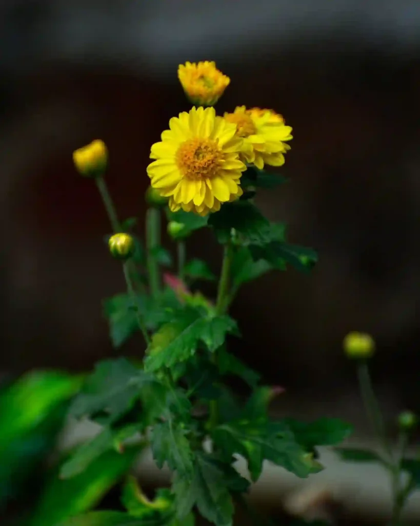 Chrysanthemum Indicum