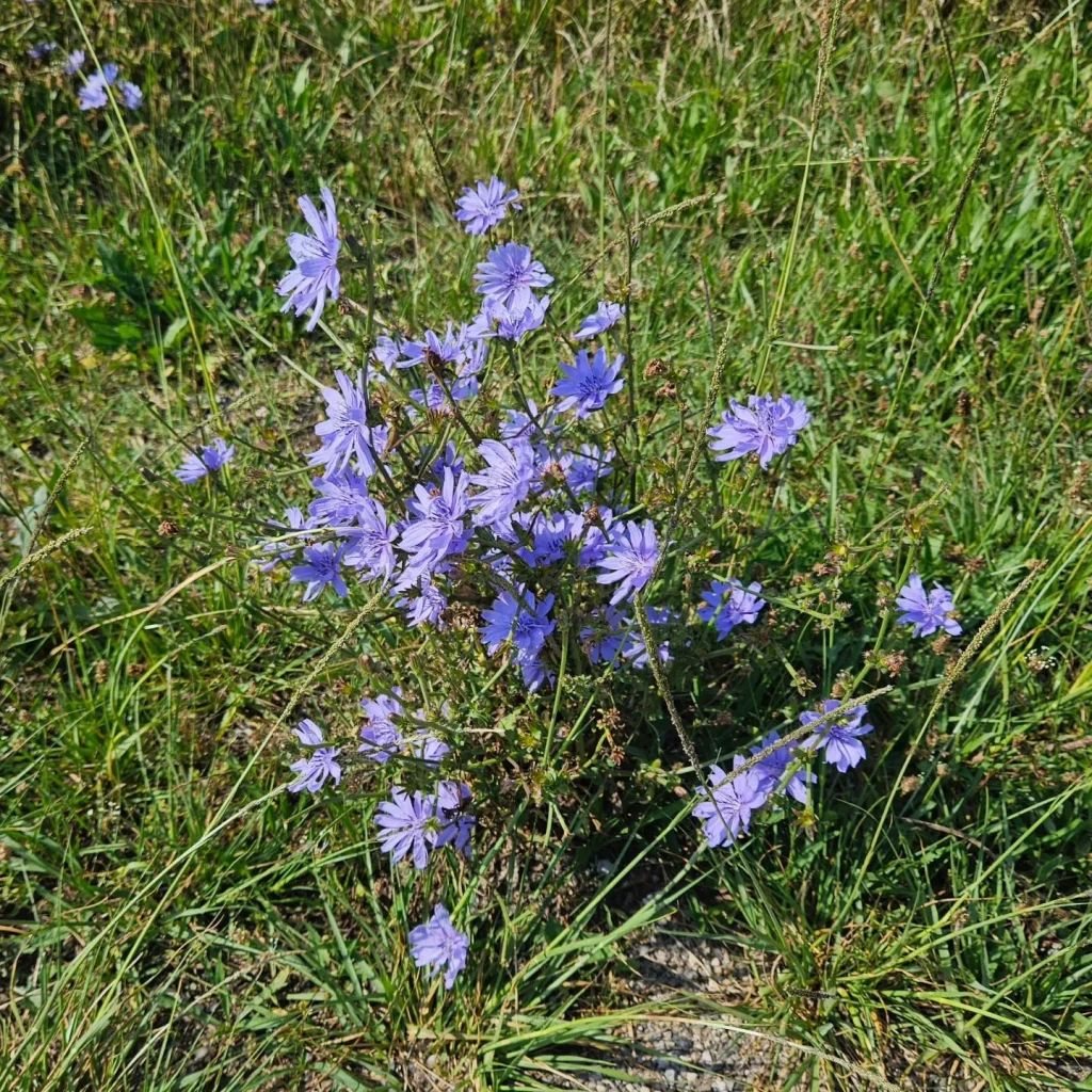 Cichorium Endivia