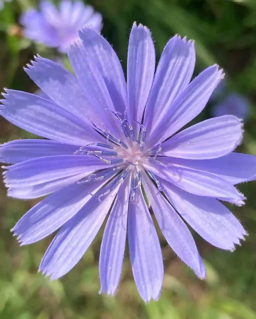 Cichorium Intybus