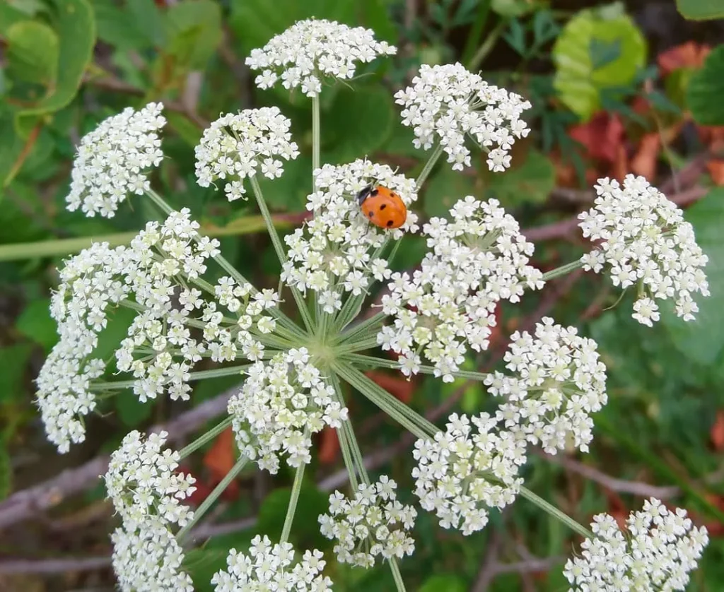 Cicuta Maculata