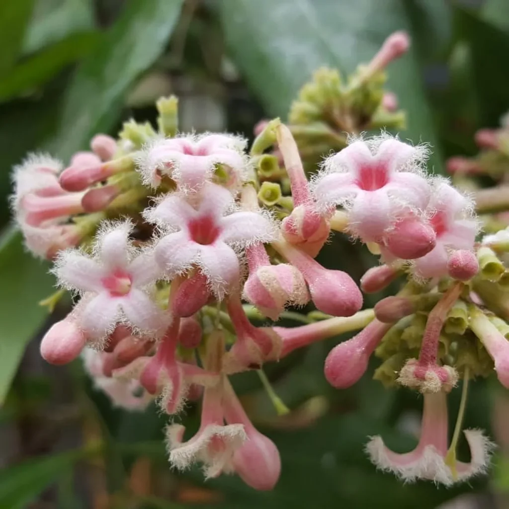 Cinchona Officinalis