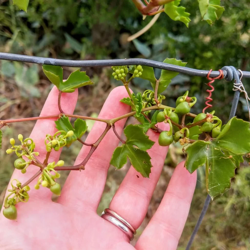 Cissus Trifoliata