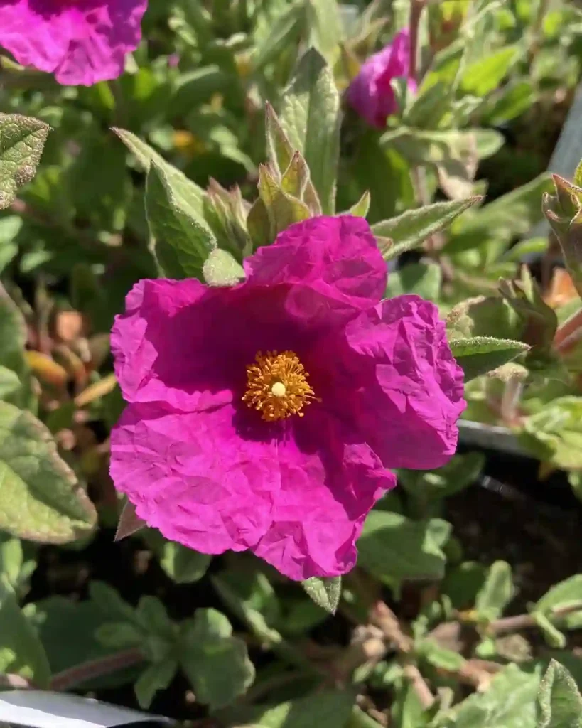 Cistus Sunset