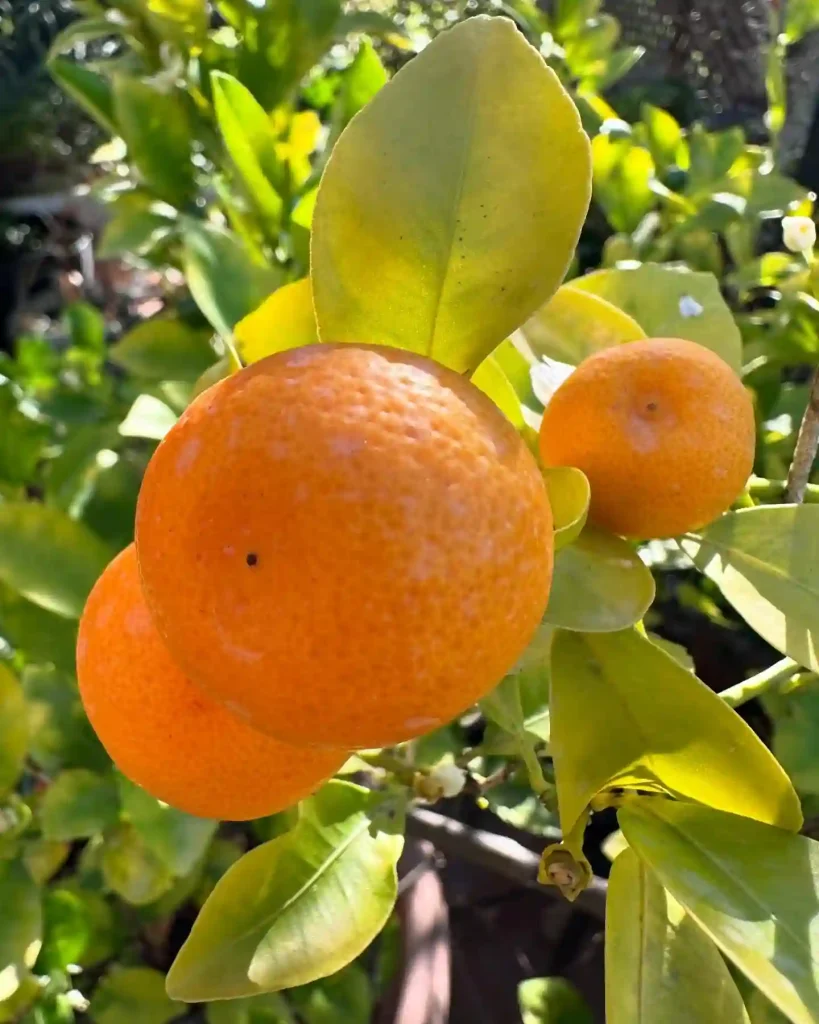 Citrus Reticulata