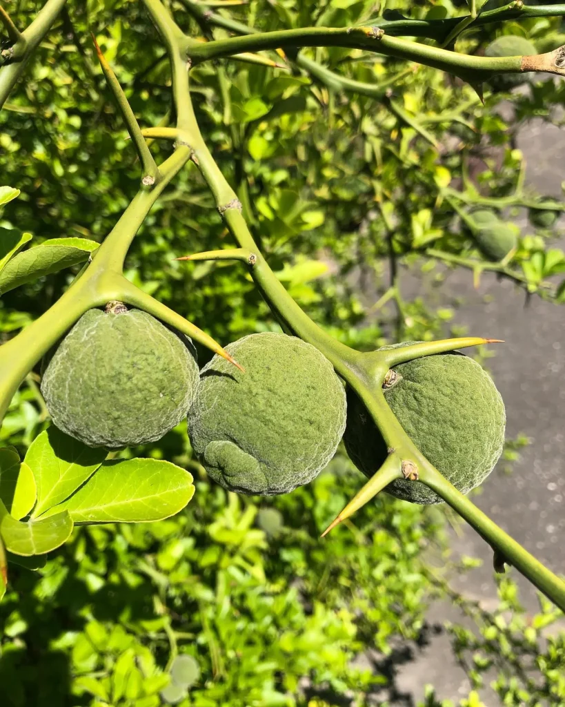 Citrus Trifoliata