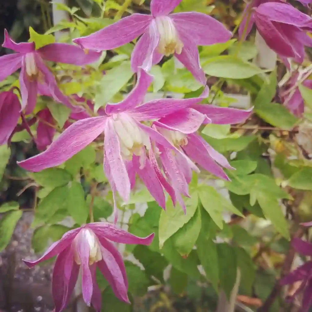 Clematis Alpina