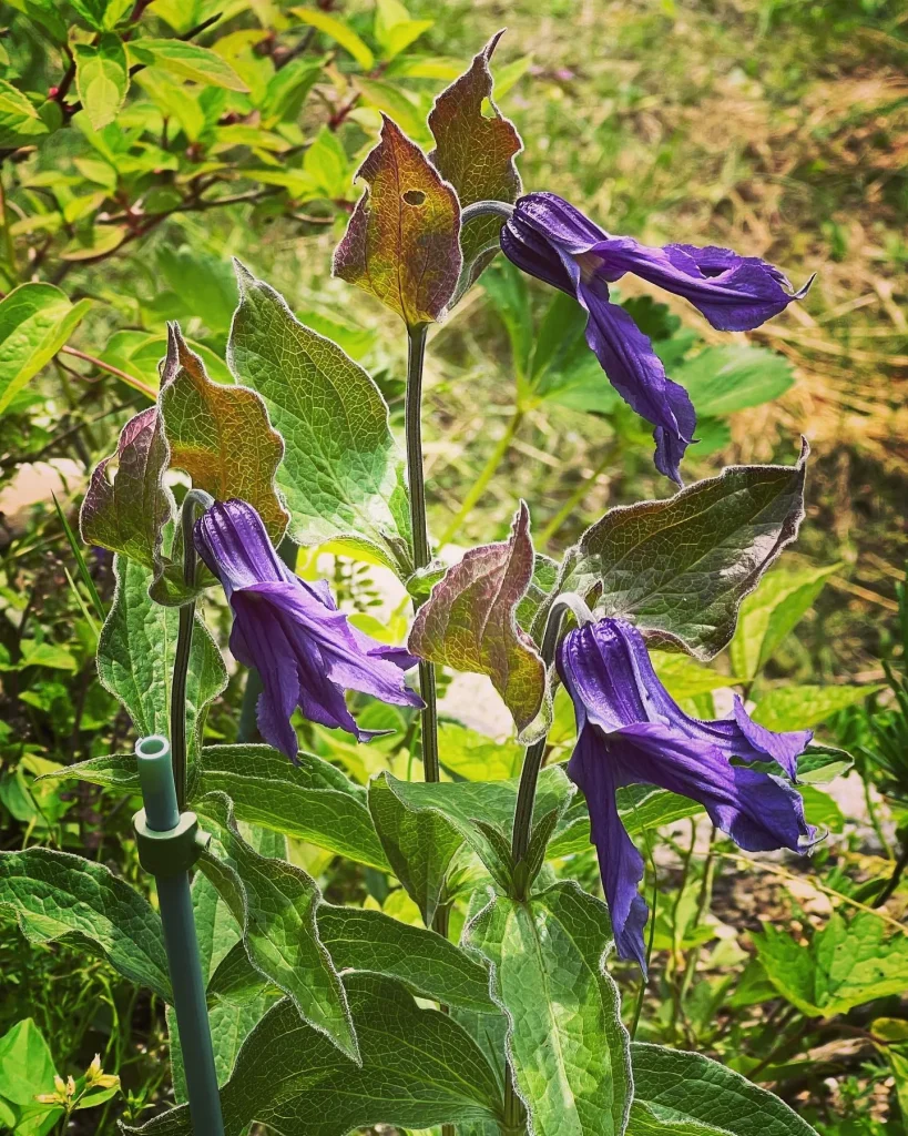 Clematis Integrifolia