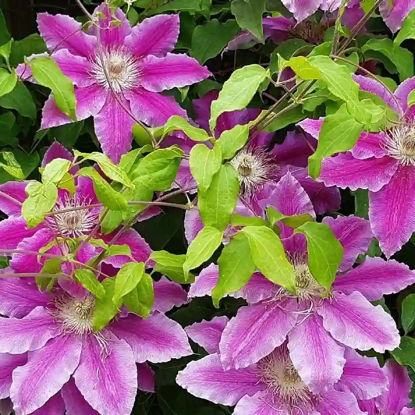 Clematis Lanuginosa