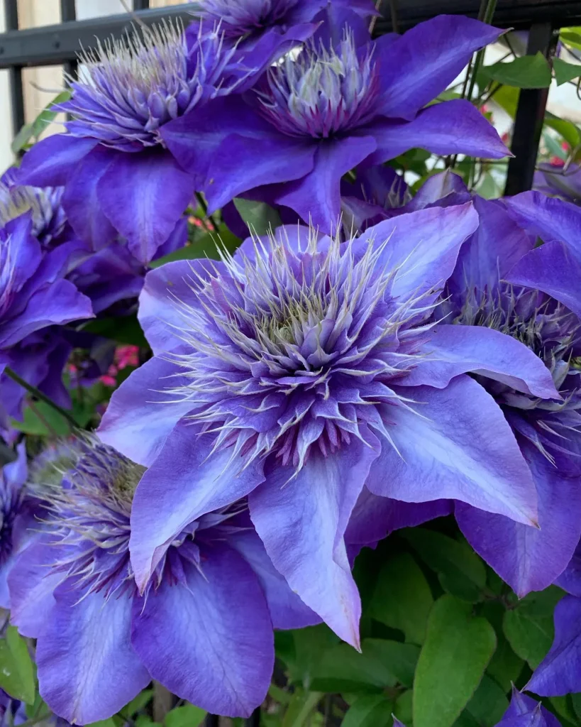 Clematis Multi Blue