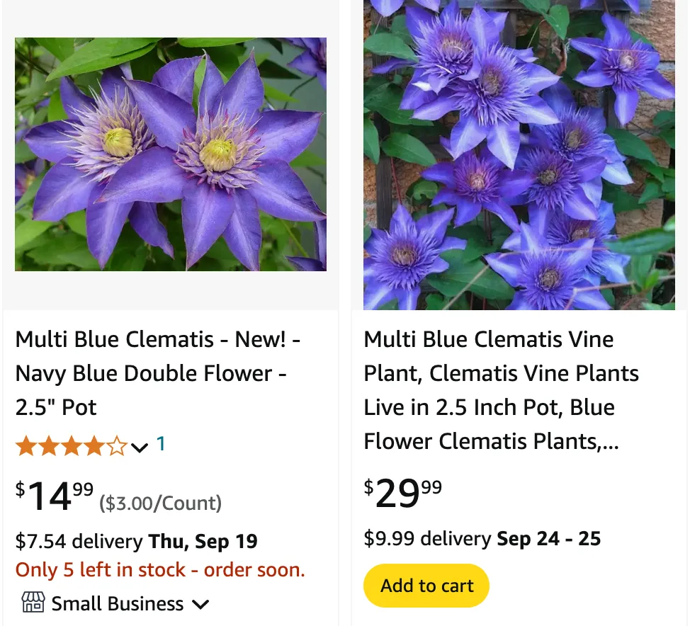 Clematis Multi Blue | Monsteraholic