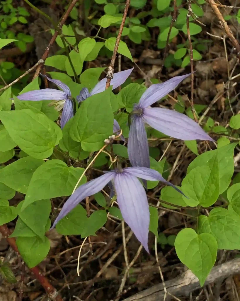 Clematis Occidentalis