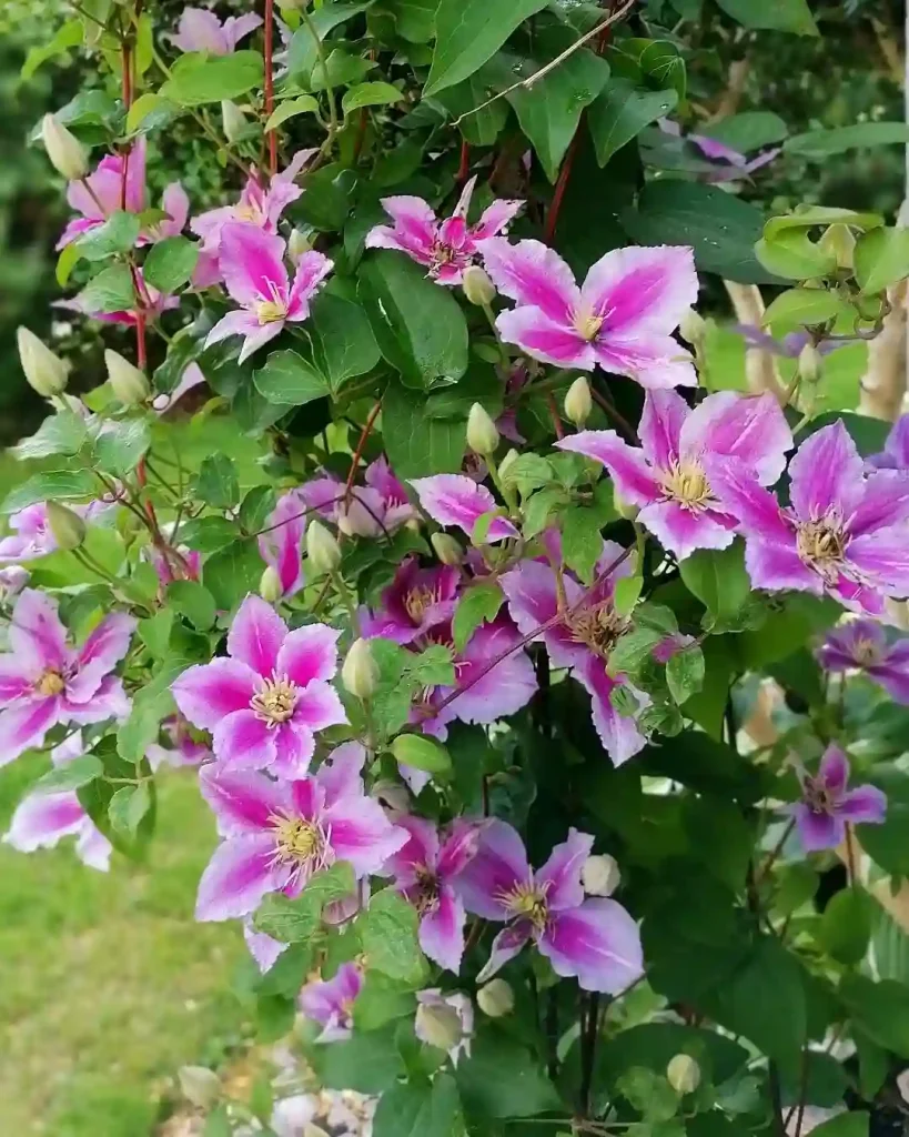 Clematis Piilu