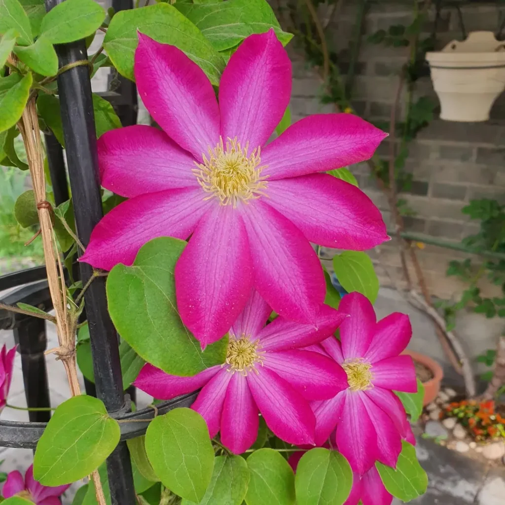 Clematis Pink Champagne