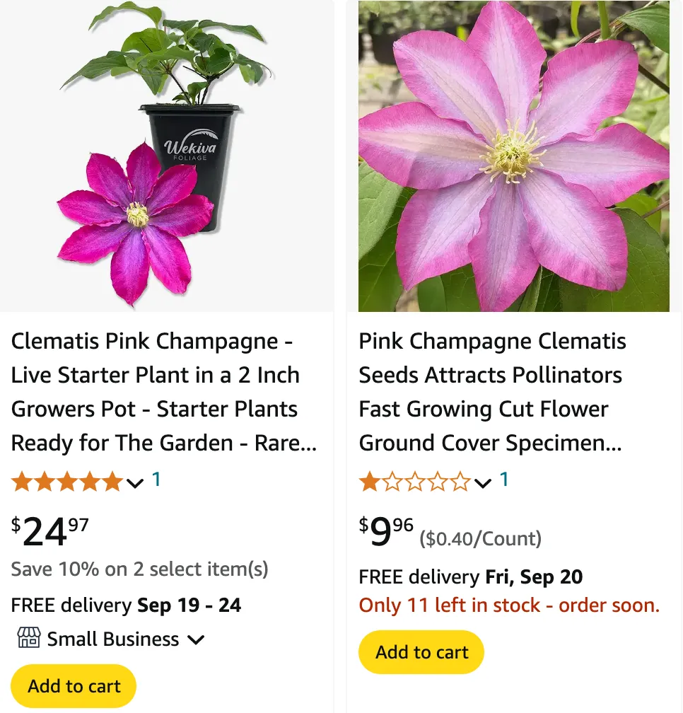 Clematis Pink Champagne | Monsteraholic