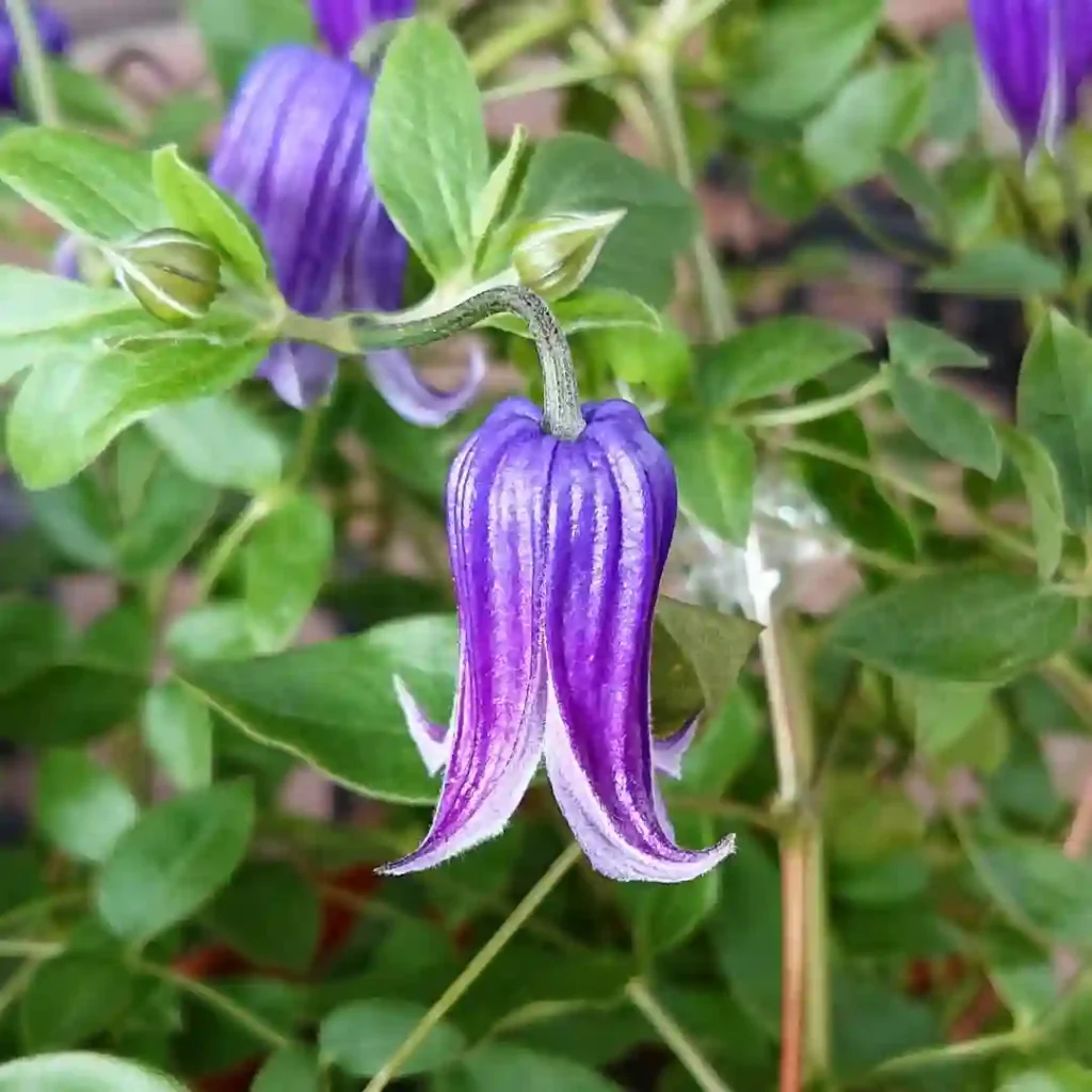 Clematis Rooguchi