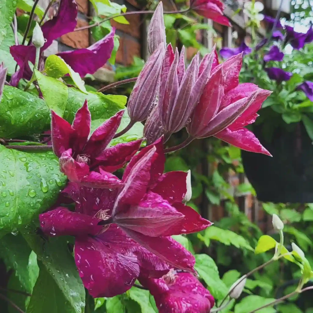 Clematis Rouge Cardinal