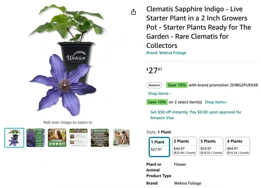 Clematis Sapphire Indigo | Monsteraholic