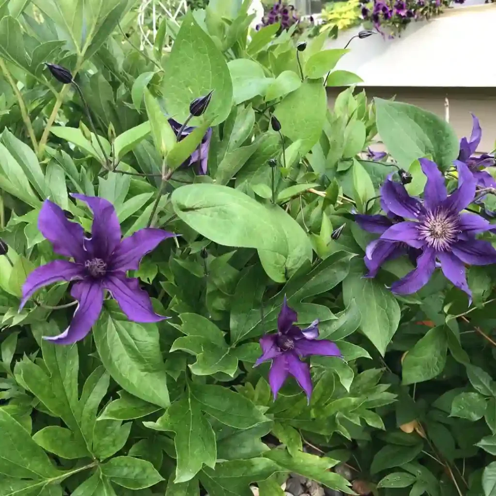 Clematis Sapphire Indigo