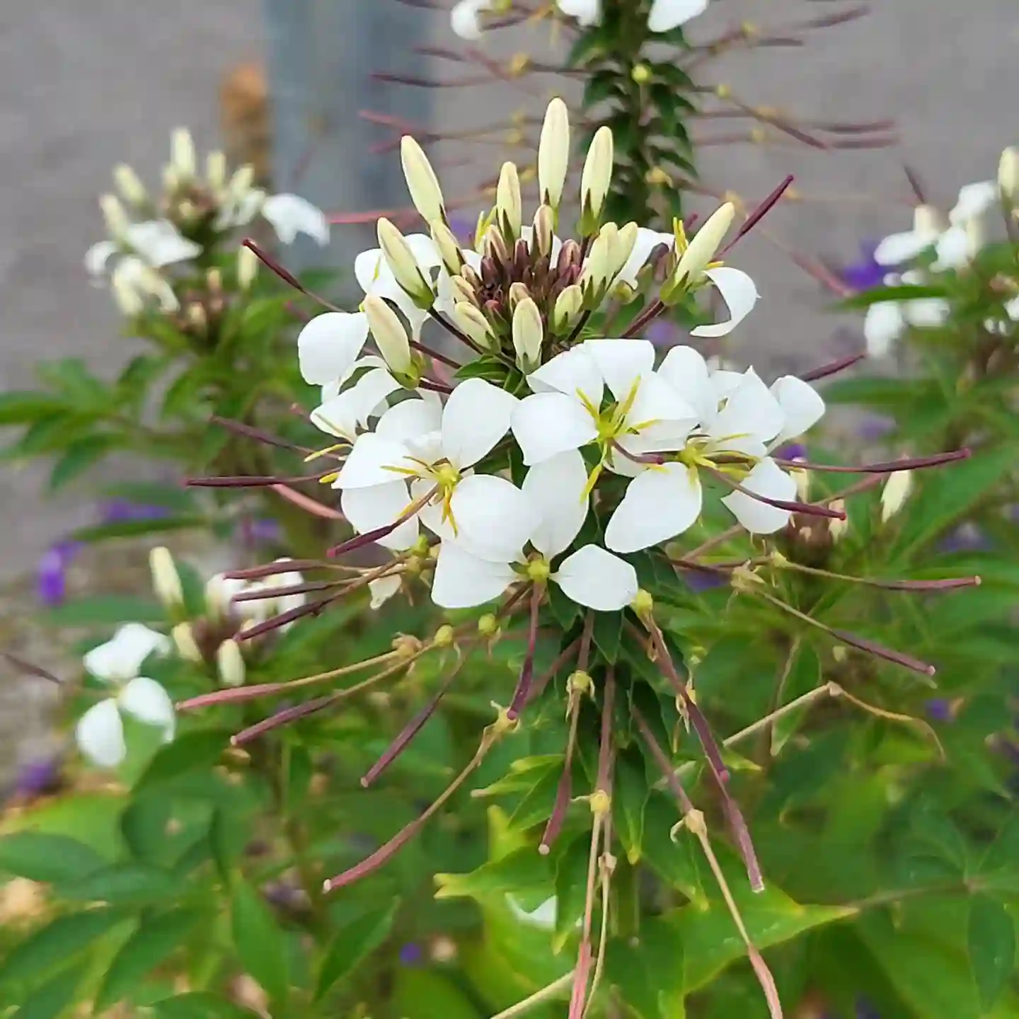 Plant FAQs: Cleome Gynandra
