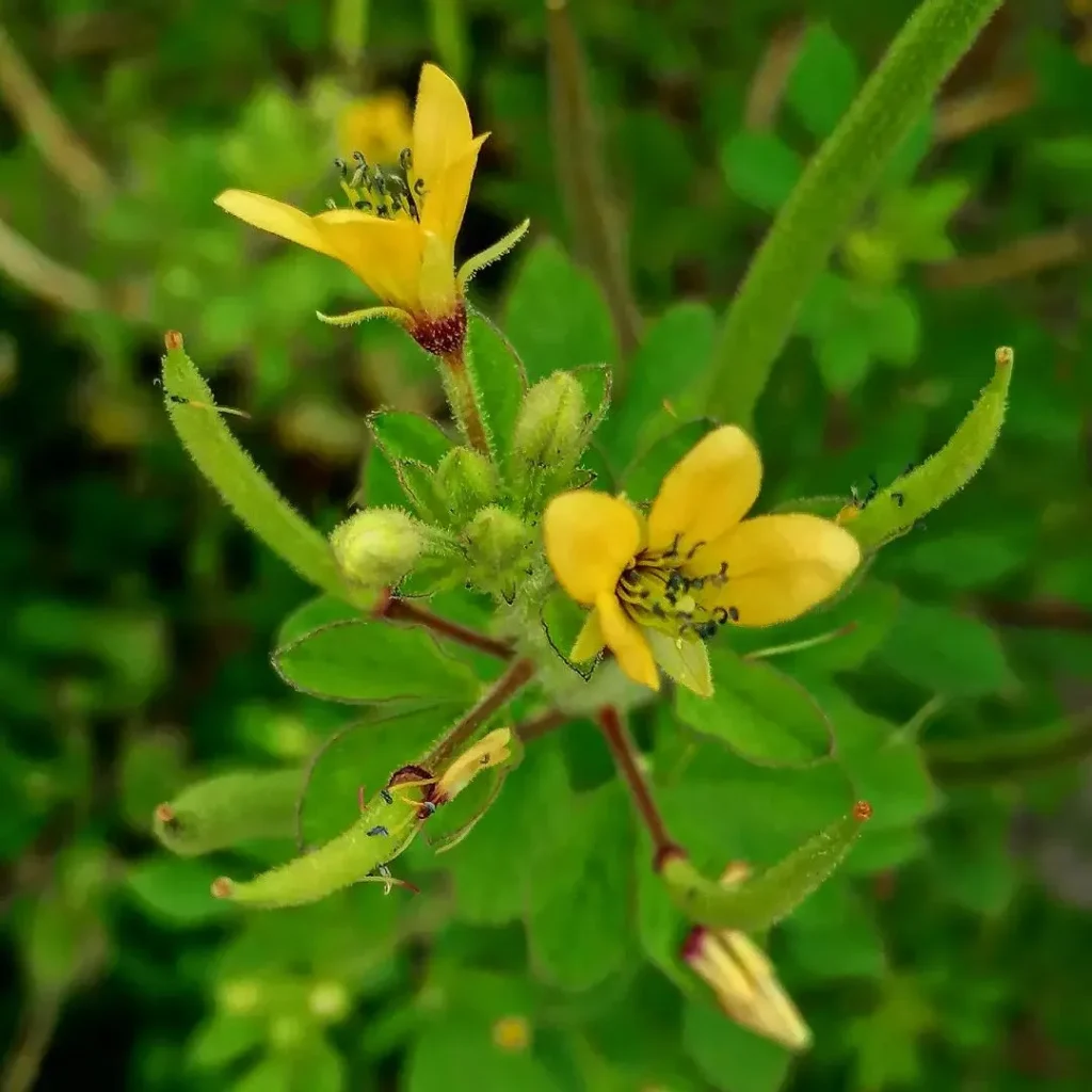 Cleome Viscosa