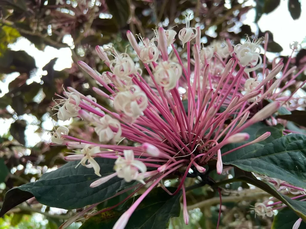 Clerodendrum Quadriloculare