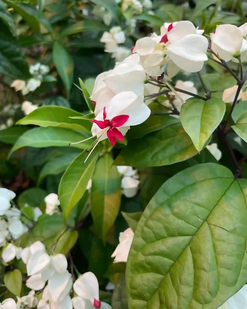 Clerodendrum Thomsoniae