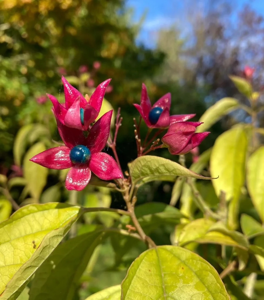 Clerodendrum Trichotomum