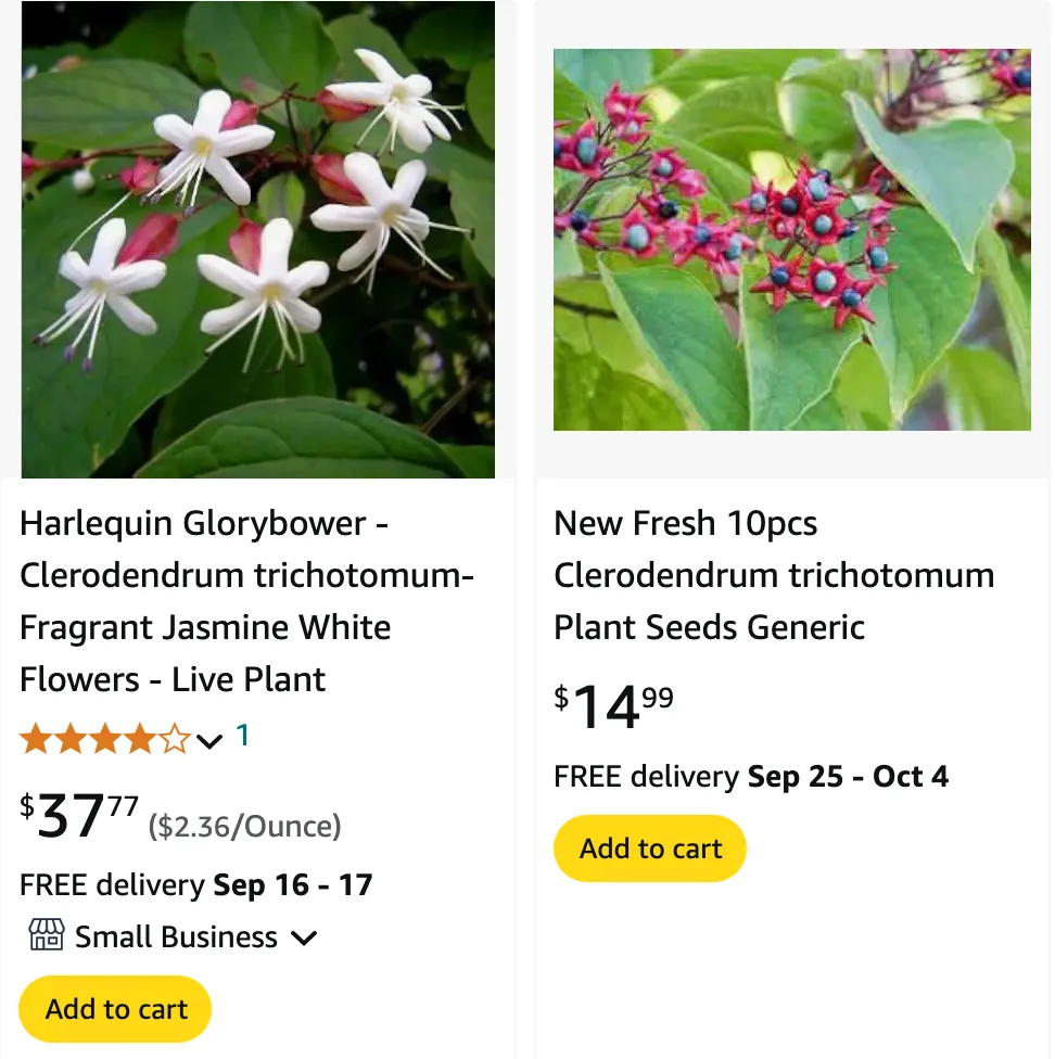 Clerodendrum Trichotomum | Monsteraholic