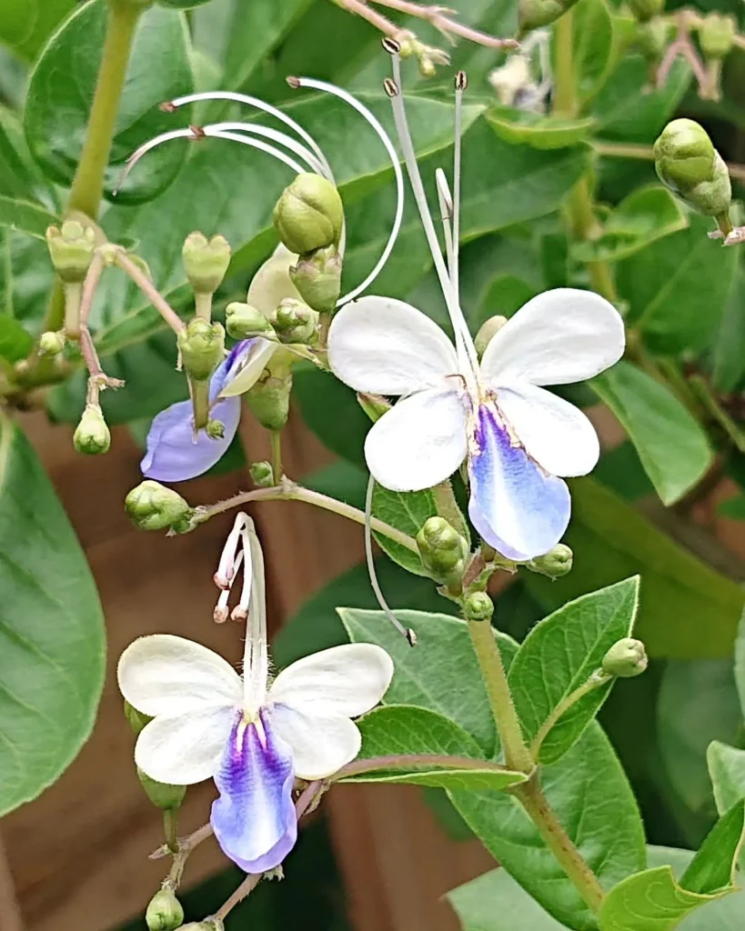 Clerodendrum Ugandense