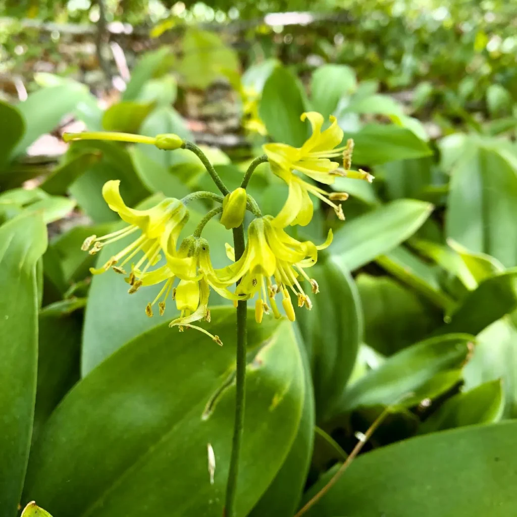 Clintonia Borealis