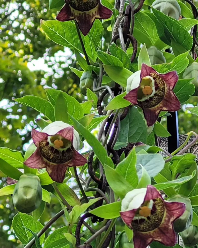 Codonopsis Lanceolata