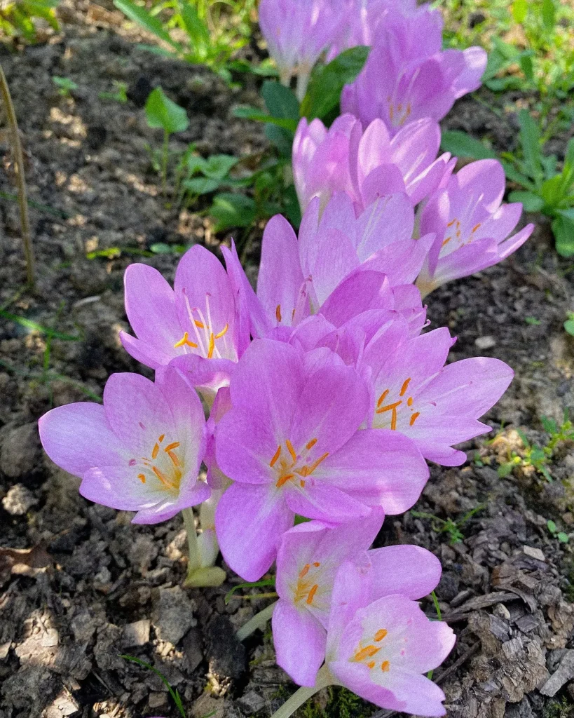 Colchicum Autumnale