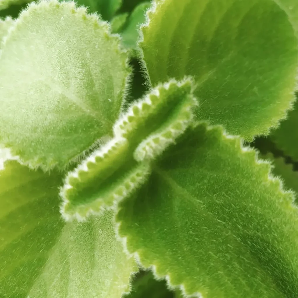 Coleus Amboinicus