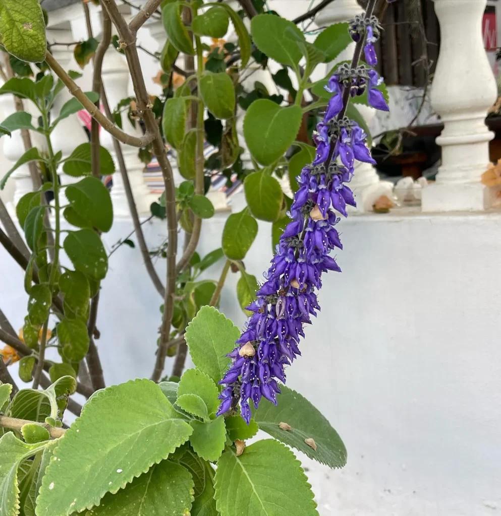 Coleus Barbatus