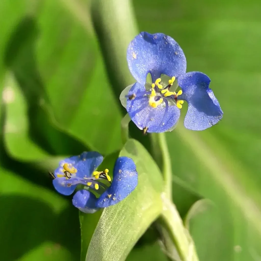 Commelina Diffusa