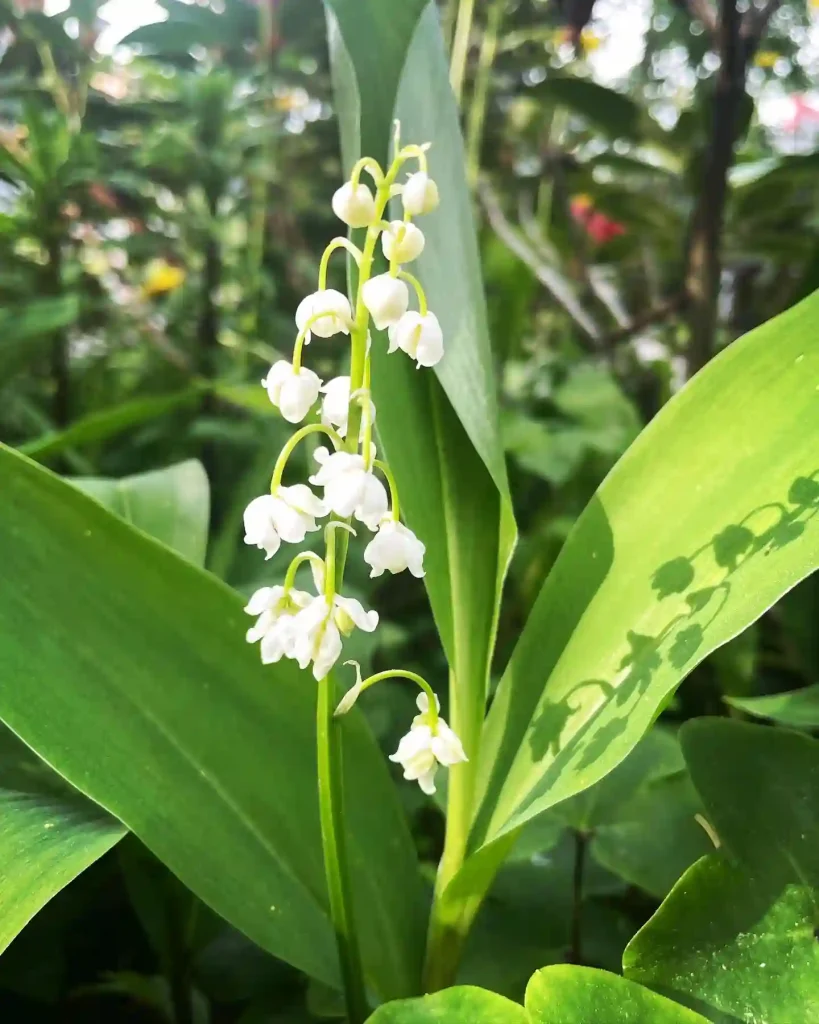 Convallaria Majalis