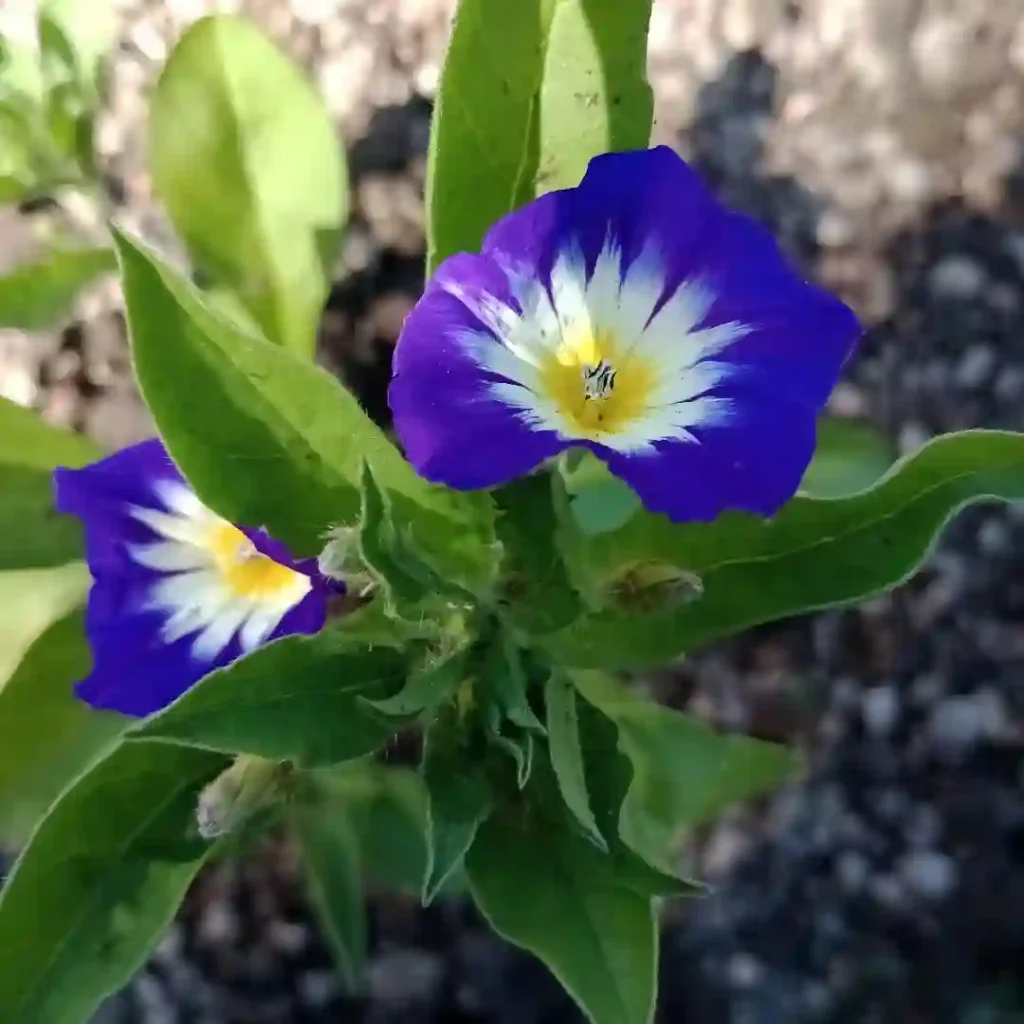 Convolvulus Tricolor