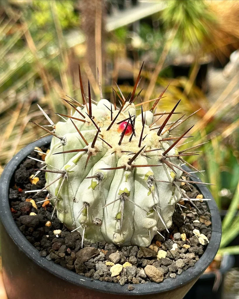 Copiapoa Cinerea