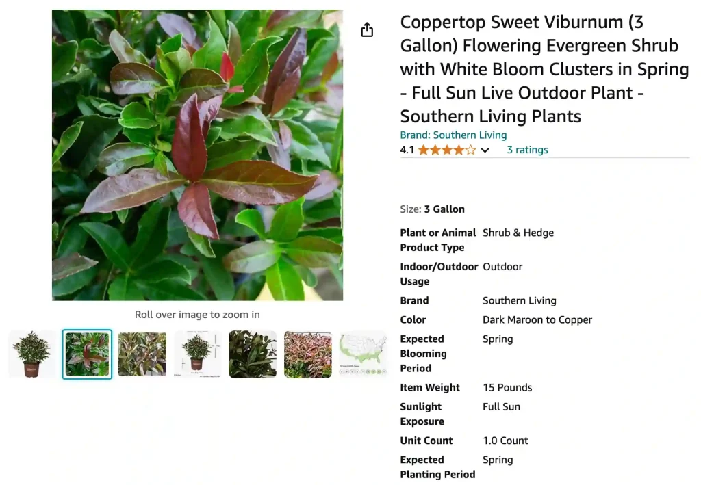 Coppertop Viburnum | Monsteraholic