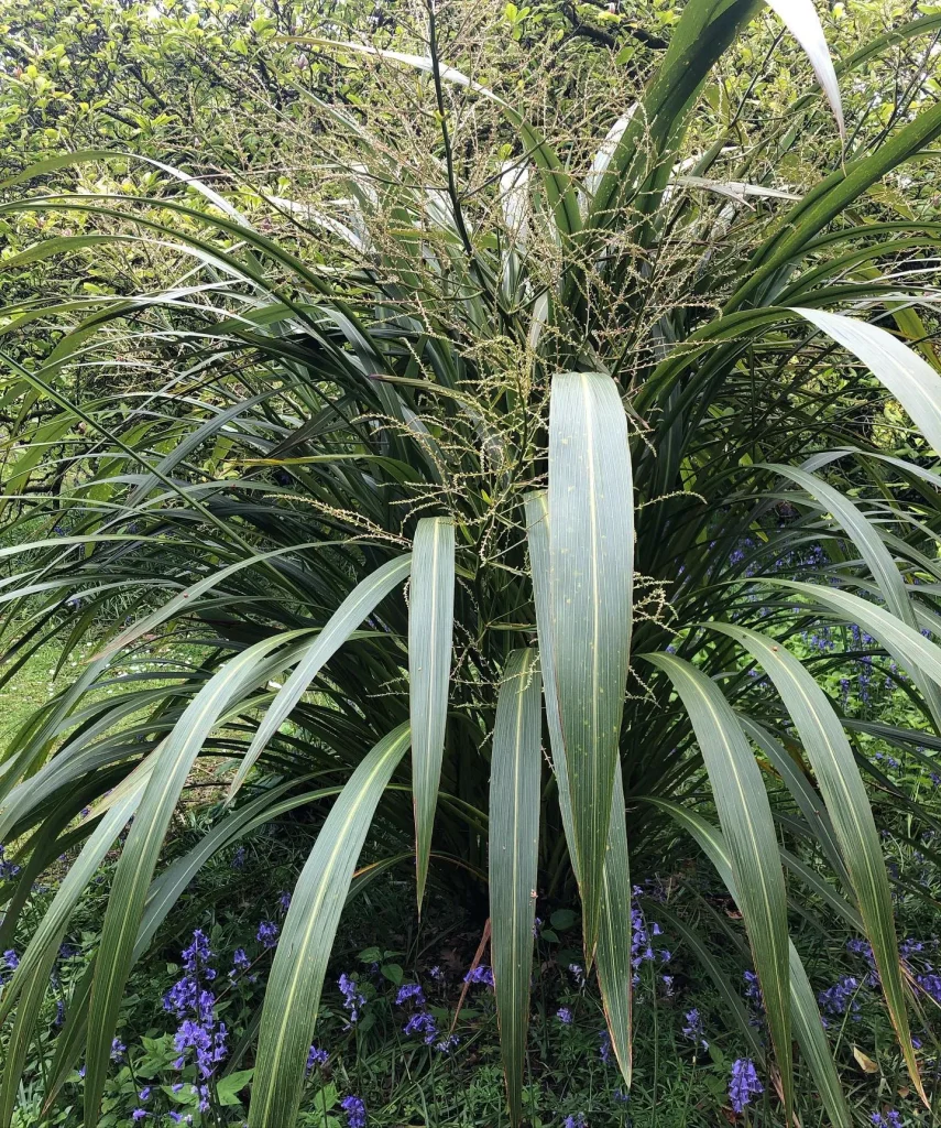 Cordyline Banksii