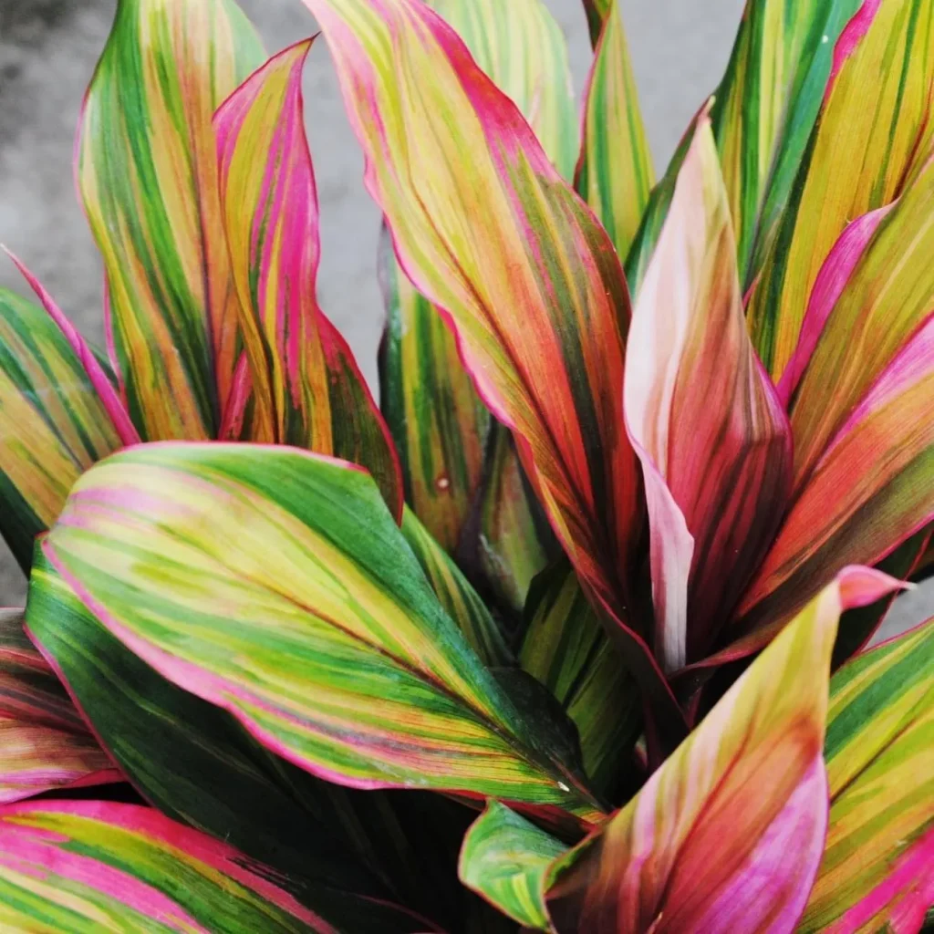 Cordyline Harlequin