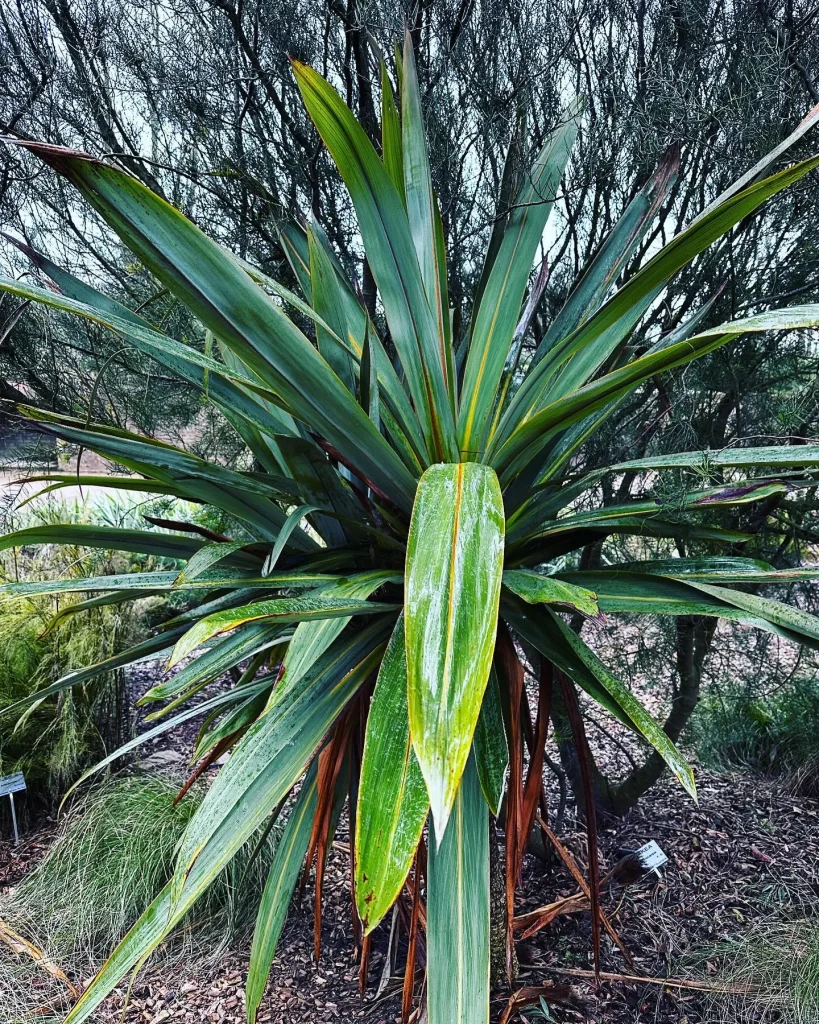 Cordyline Indivisa