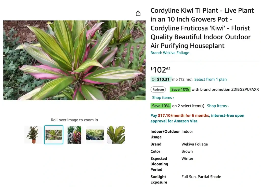 Cordyline Kiwi | Monsteraholic