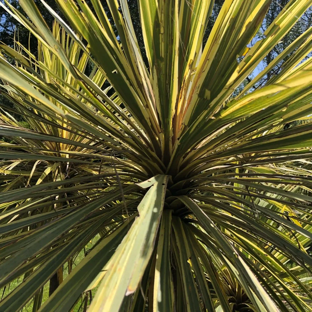 Cordyline Torbay Dazzler