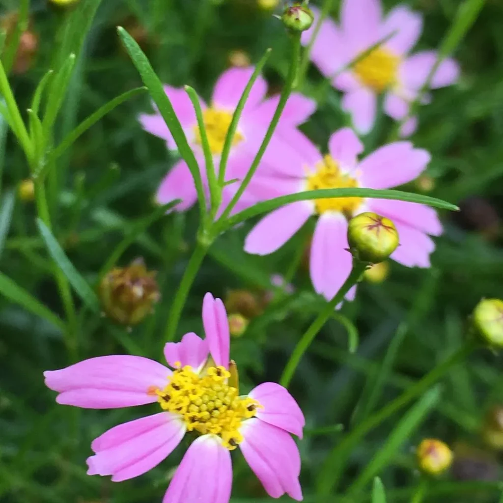 Coreopsis Rosea