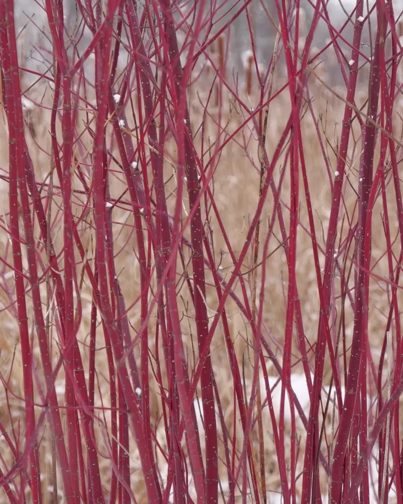 Cornus Arctic Fire