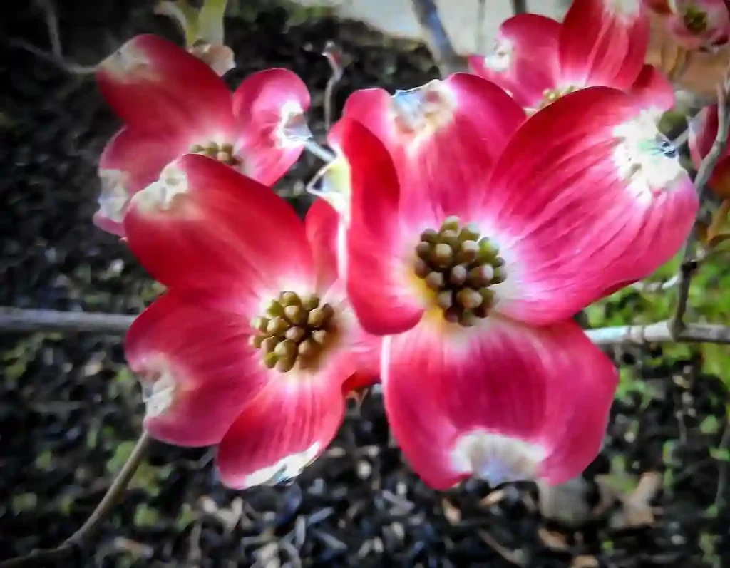 Cornus Cherokee Brave