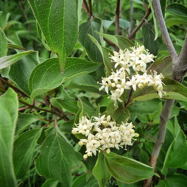 Cornus Drummondii