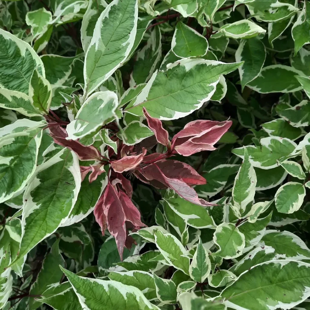 Cornus Ivory Halo