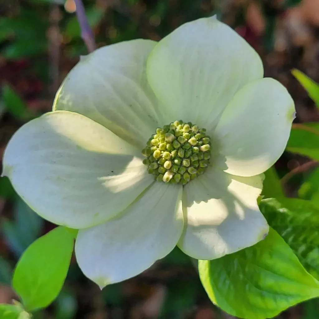 Cornus Nuttallii